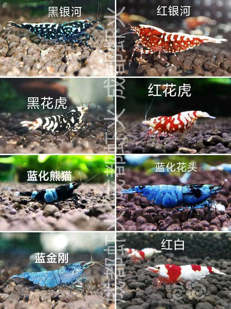 【水晶虾】出各类水晶虾-图1