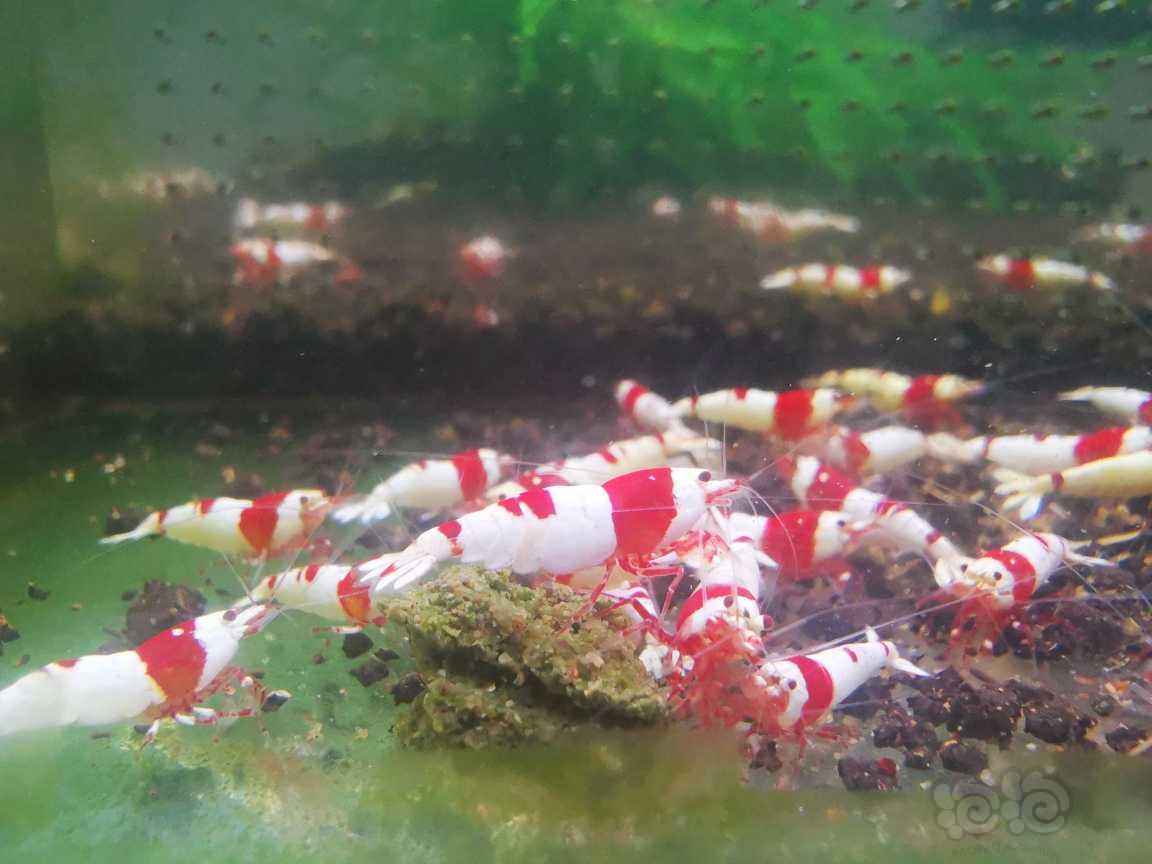 【水晶虾】出红脚系统红白繁殖组-图2