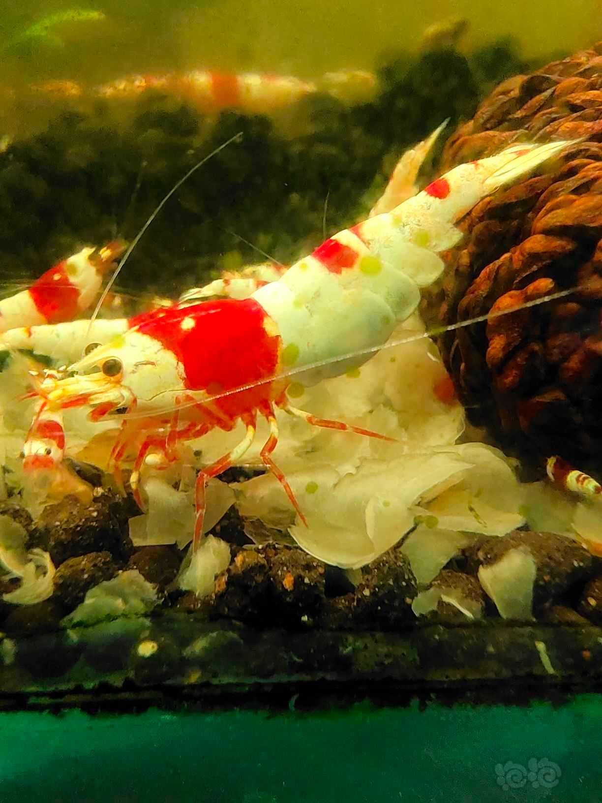 【水晶虾】水晶虾-图1