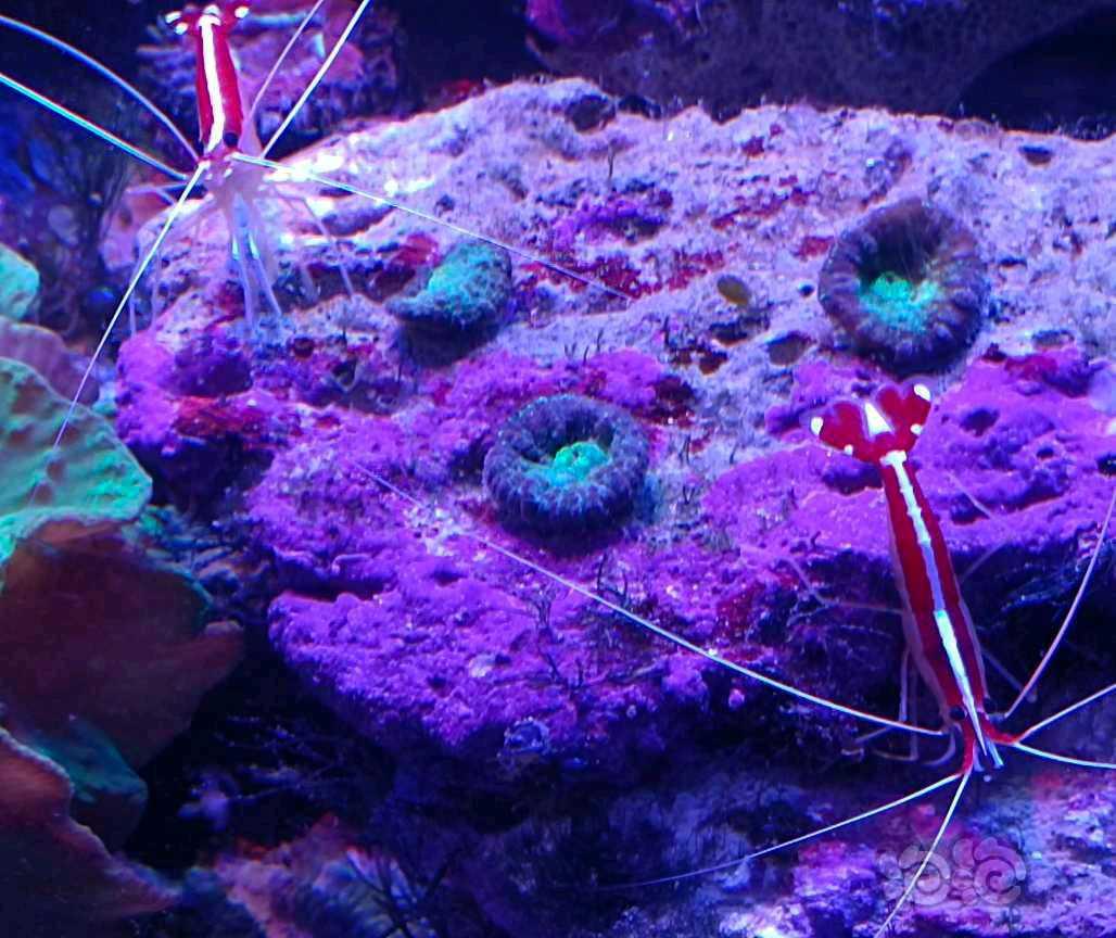 最耐造的珊瑚-图3