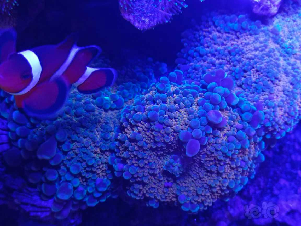 最耐造的珊瑚-图2