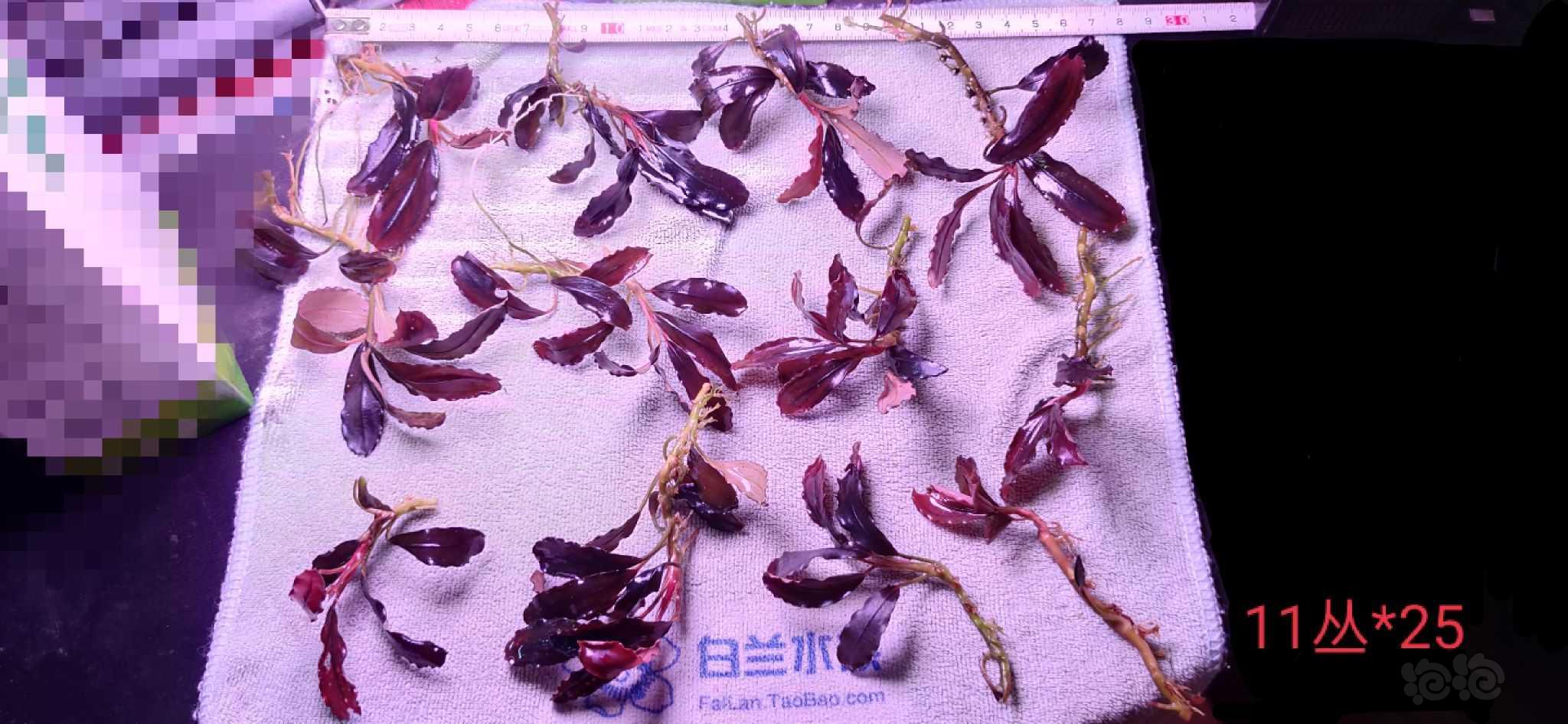 【出售】福利出辣椒榕，针叶，迷你叶，极品发色的布朗尼-图2