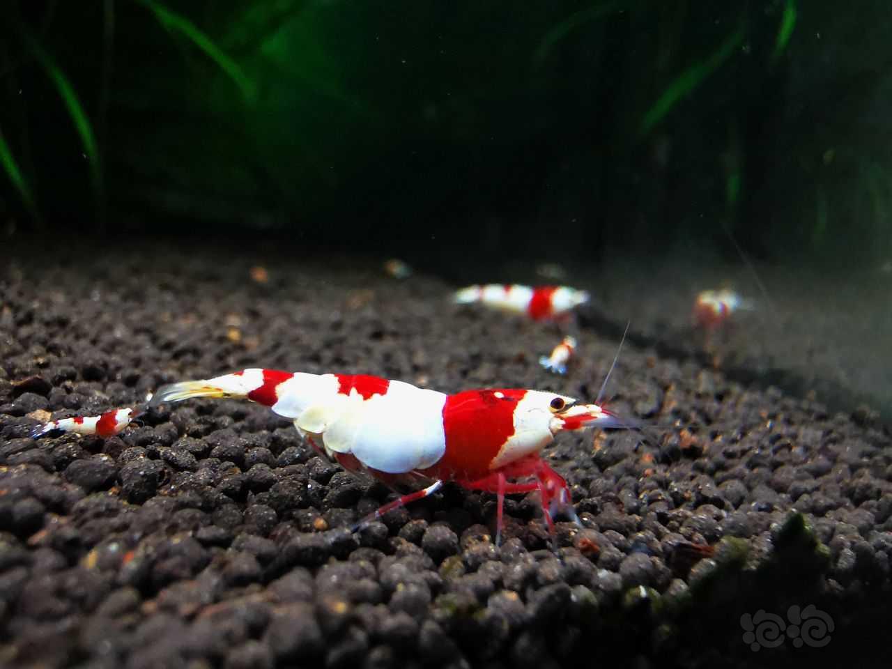 【水晶虾】出厚甲红白苗子-图1