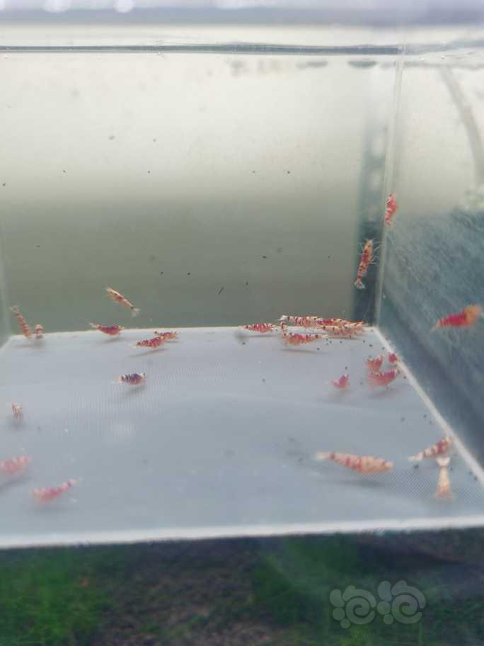 【虾】2023-8-27#RMB拍卖红花虎水晶虾幼崽-图2
