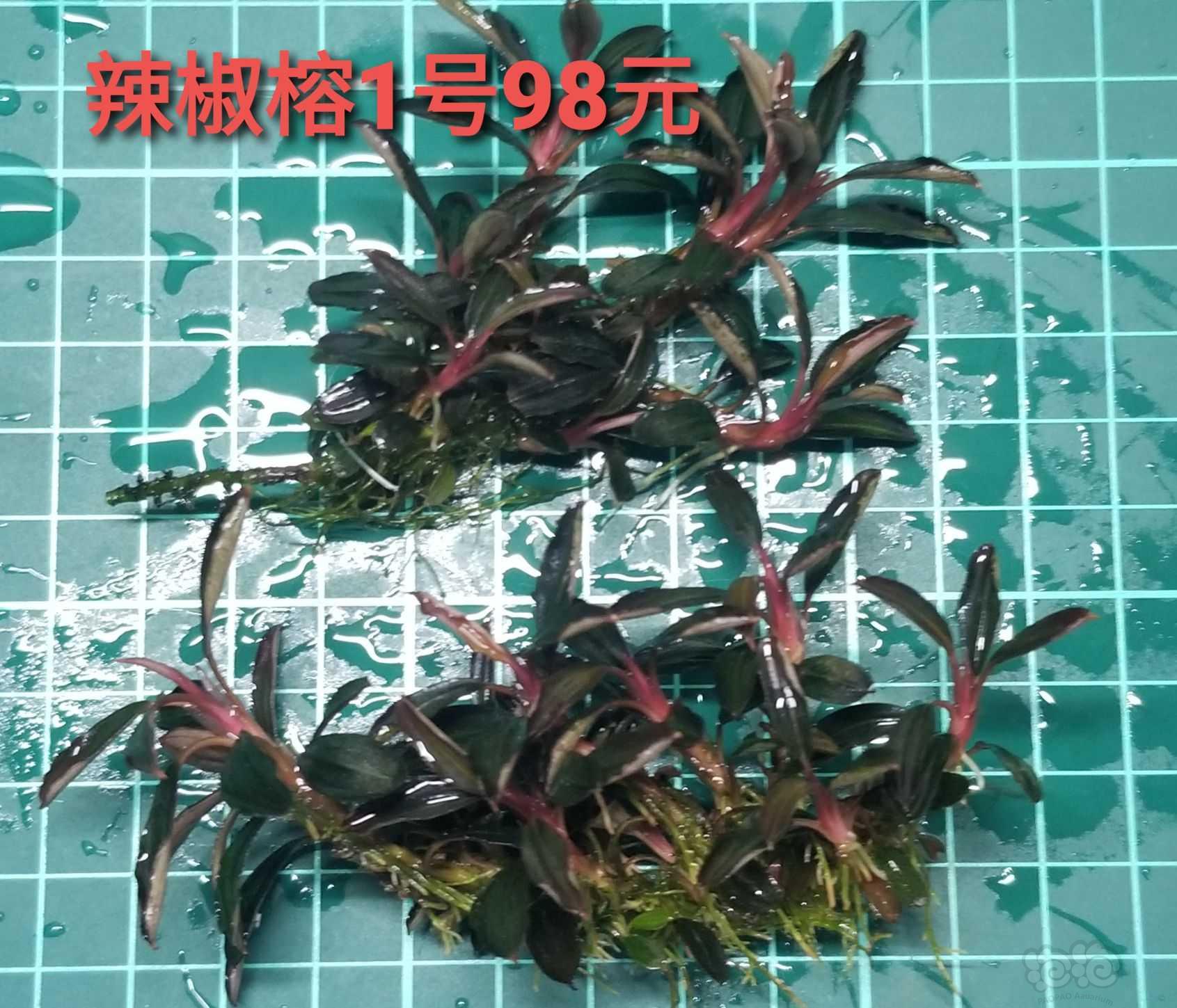【出售】出辣椒榕、平托白榕、细叶铁、水上椒草-图2