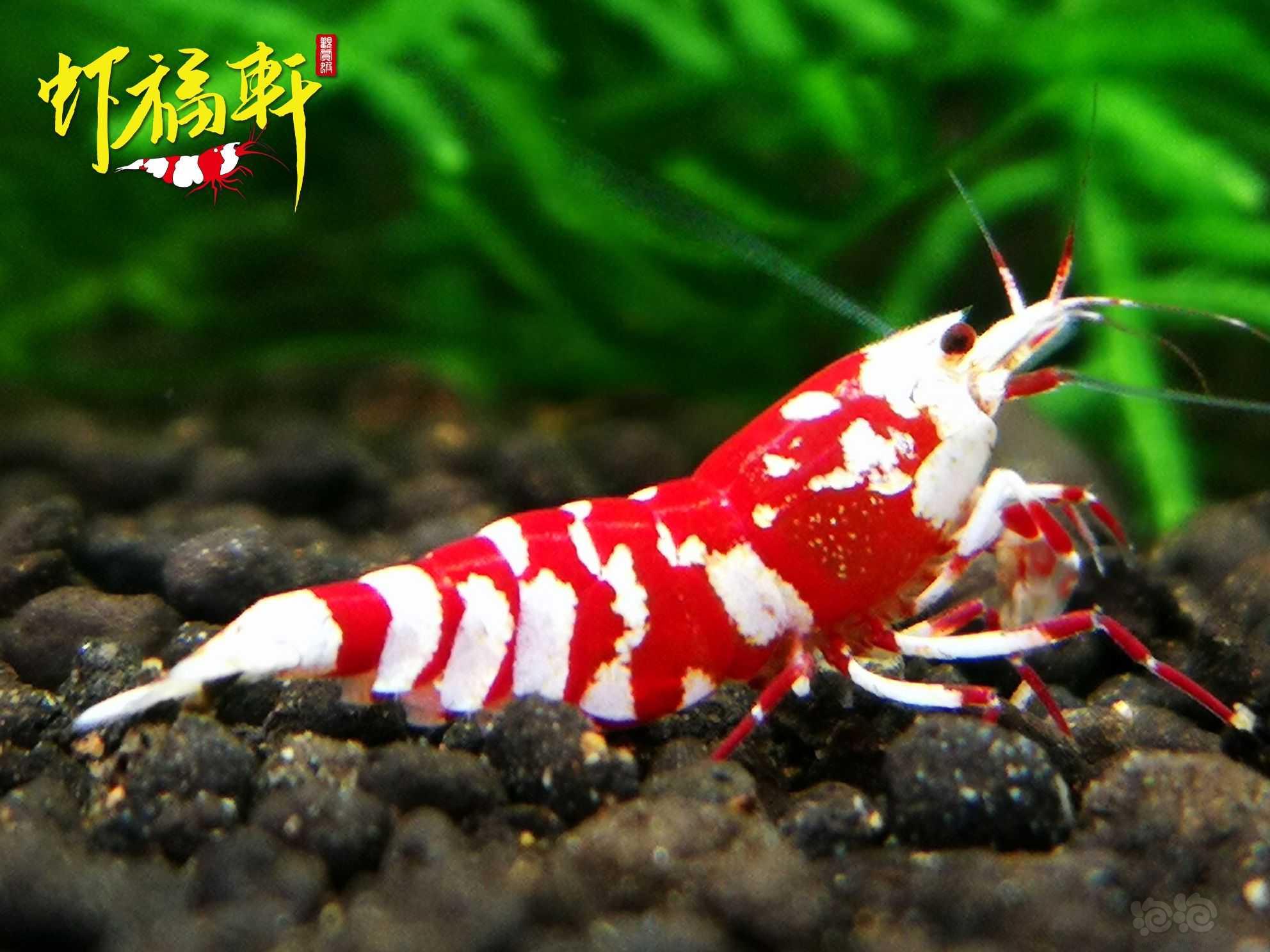 【虾】2023-08-10#RMB拍卖#优质红花虎2只-图3