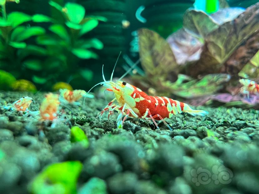【虾】2023-08-04#RMB拍卖红花虎母虾一份6只-图3