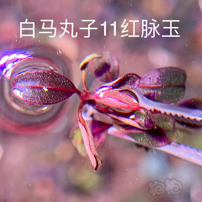 【辣椒榕】组合（15个品种：集邮梦）-图6