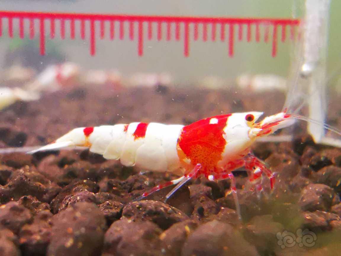 【虾】2023-8-16#RMB拍卖红脚系统红白一对(母虾带蛋)-图8