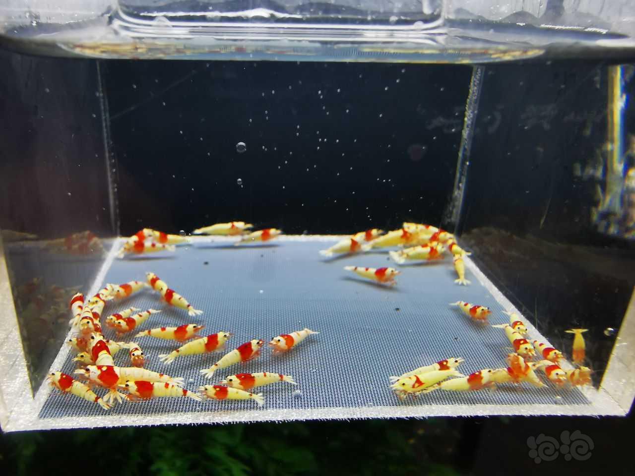 【虾】2023-08-12#RMB拍卖红白一份50只-图2