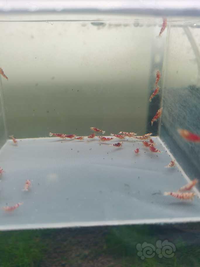 【虾】2023-8-27#RMB拍卖红花虎水晶虾幼崽-图3