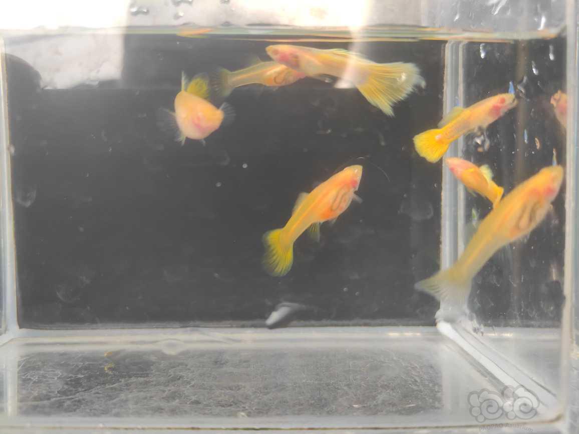 【鱼类】黄金玻璃猫孔雀鱼-图1