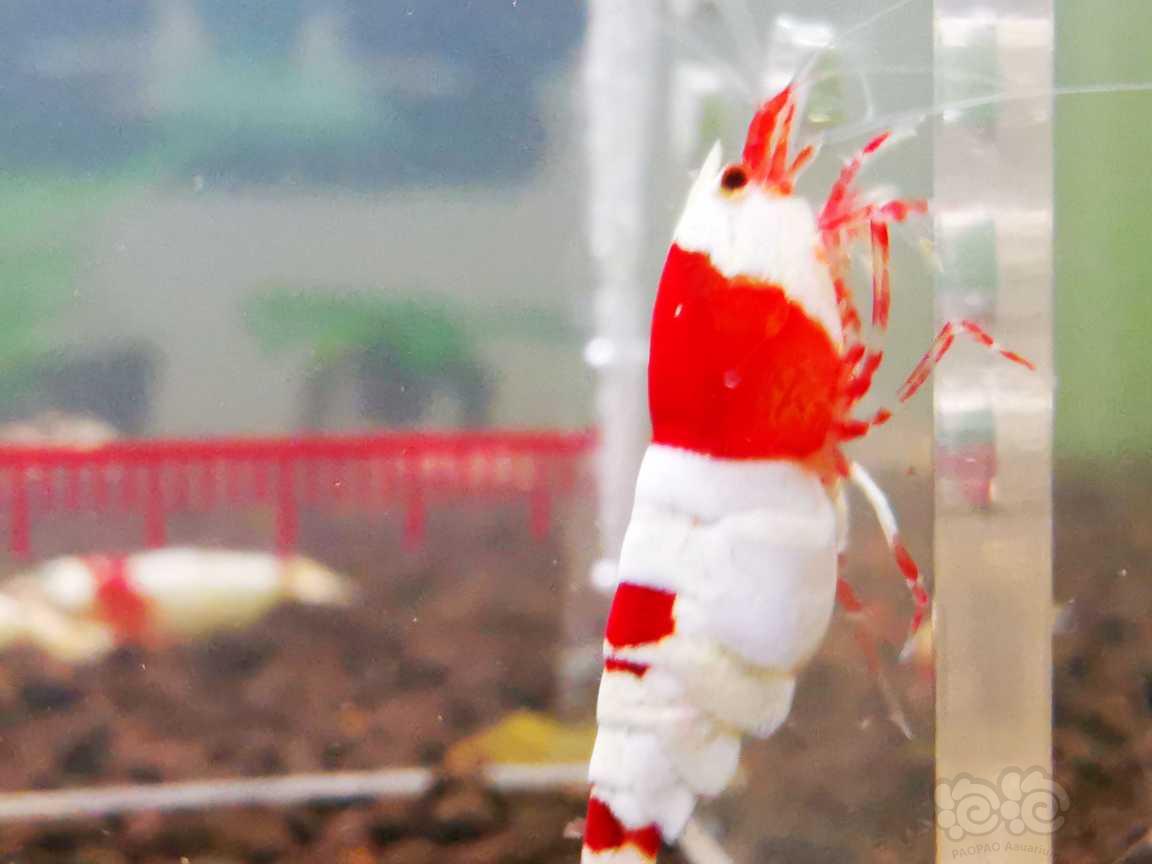 【虾】2023-8-16#RMB拍卖红脚系统红白一对(母虾带蛋)-图2
