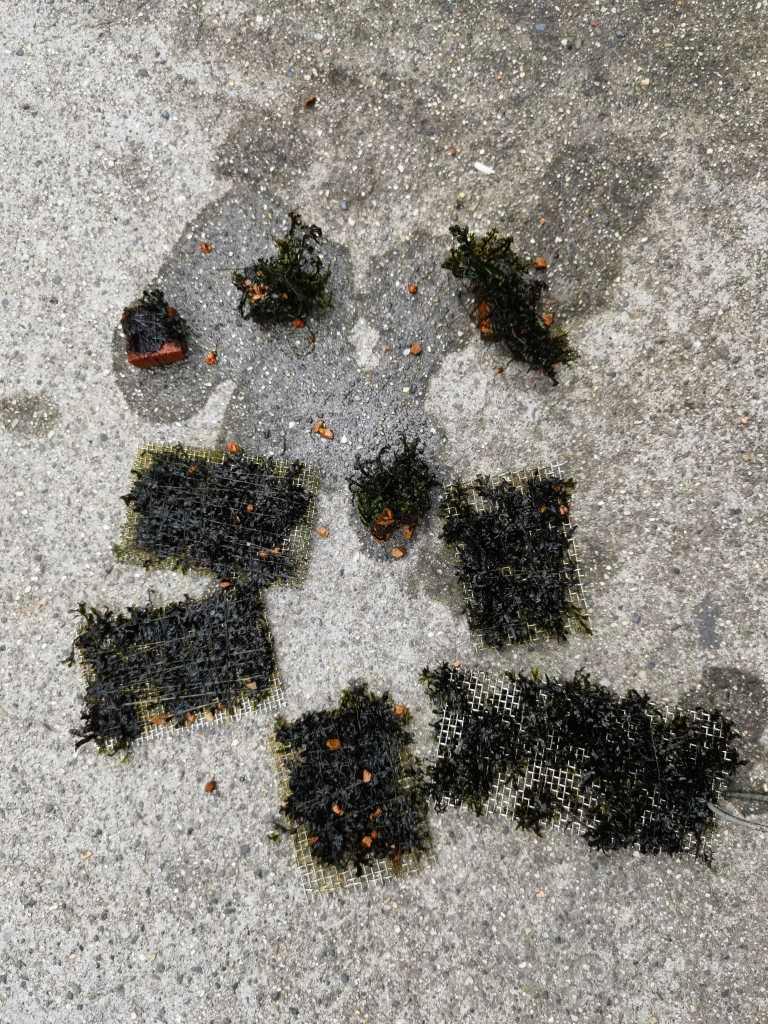 【出售】翅脉蕨，迷你黑打包-图1