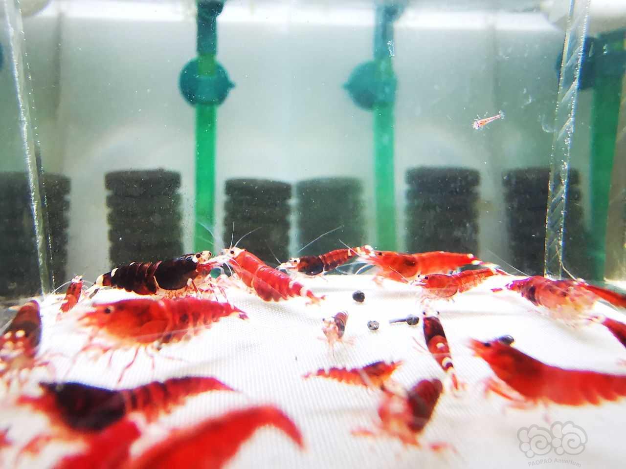 【虾】2023-8-24#RMB拍卖深红水晶虾25只-图2