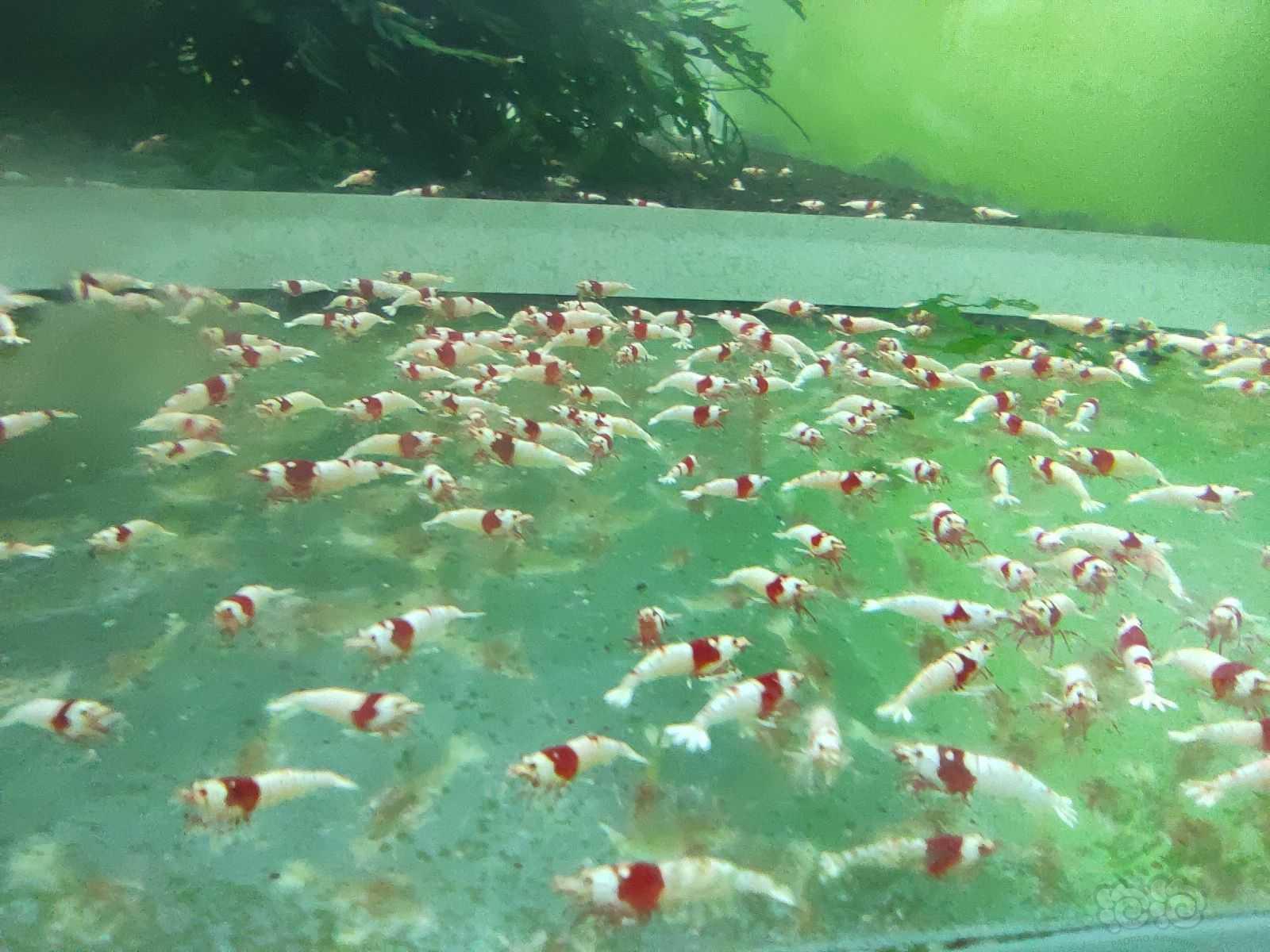 【水晶虾】红白纯血繁殖组，百元包邮-图2