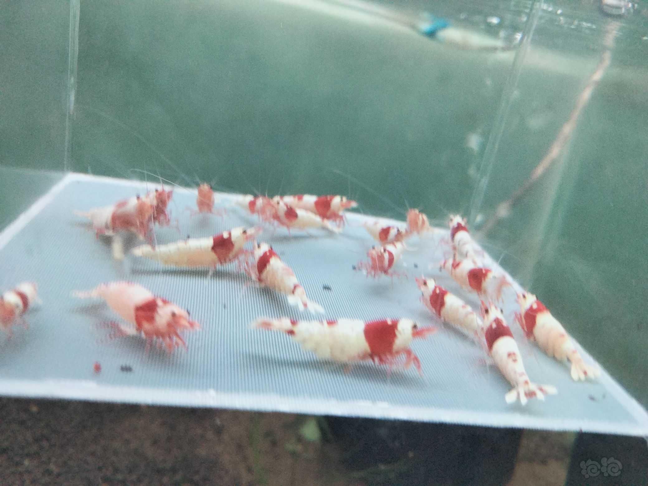【虾】2023-9-18#RMB拍卖新成纯血红白20只一组-图3