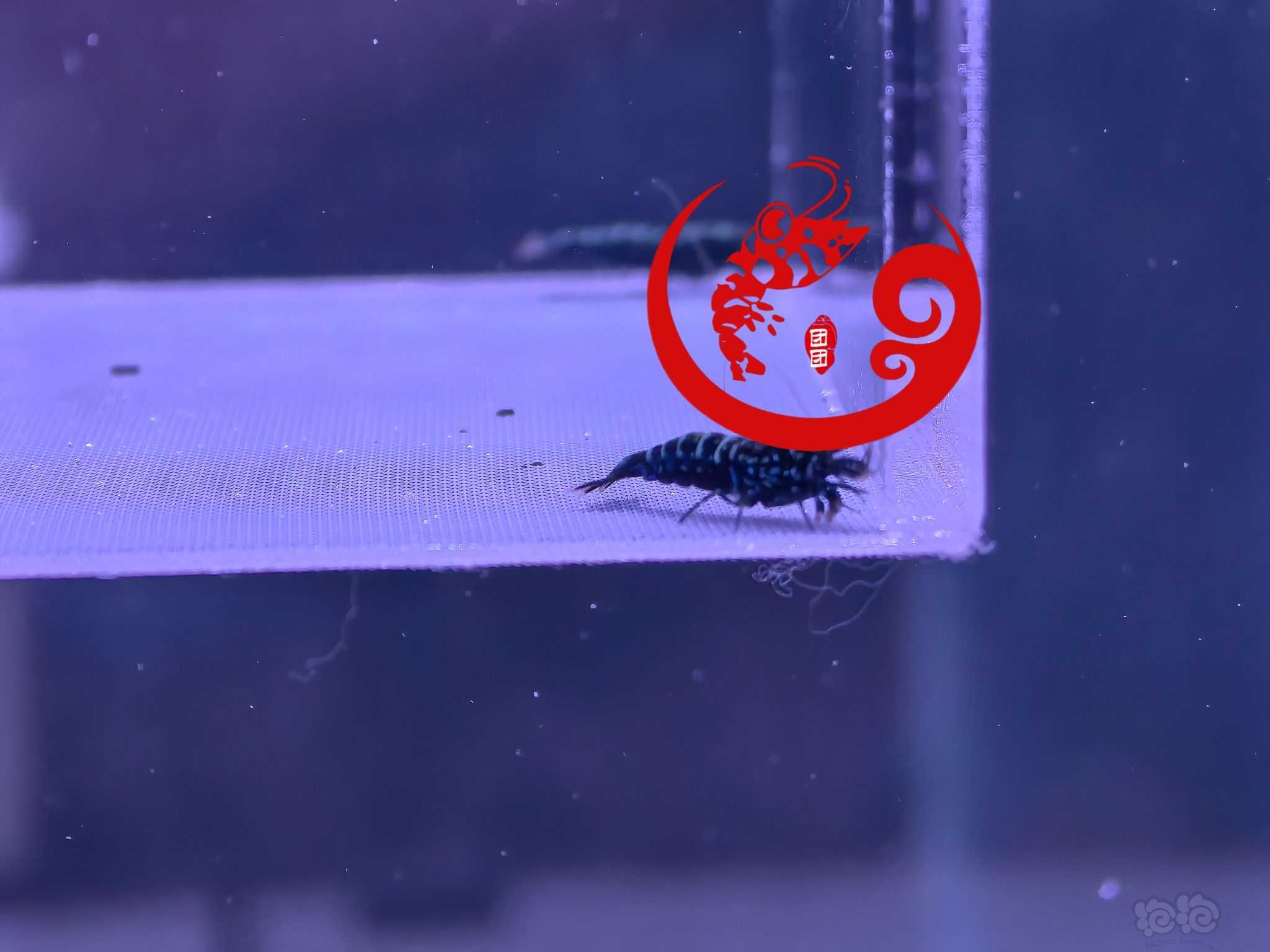 【虾】2023-9-16#RMB拍卖#黑银河雪花水晶虾一份5只-图3