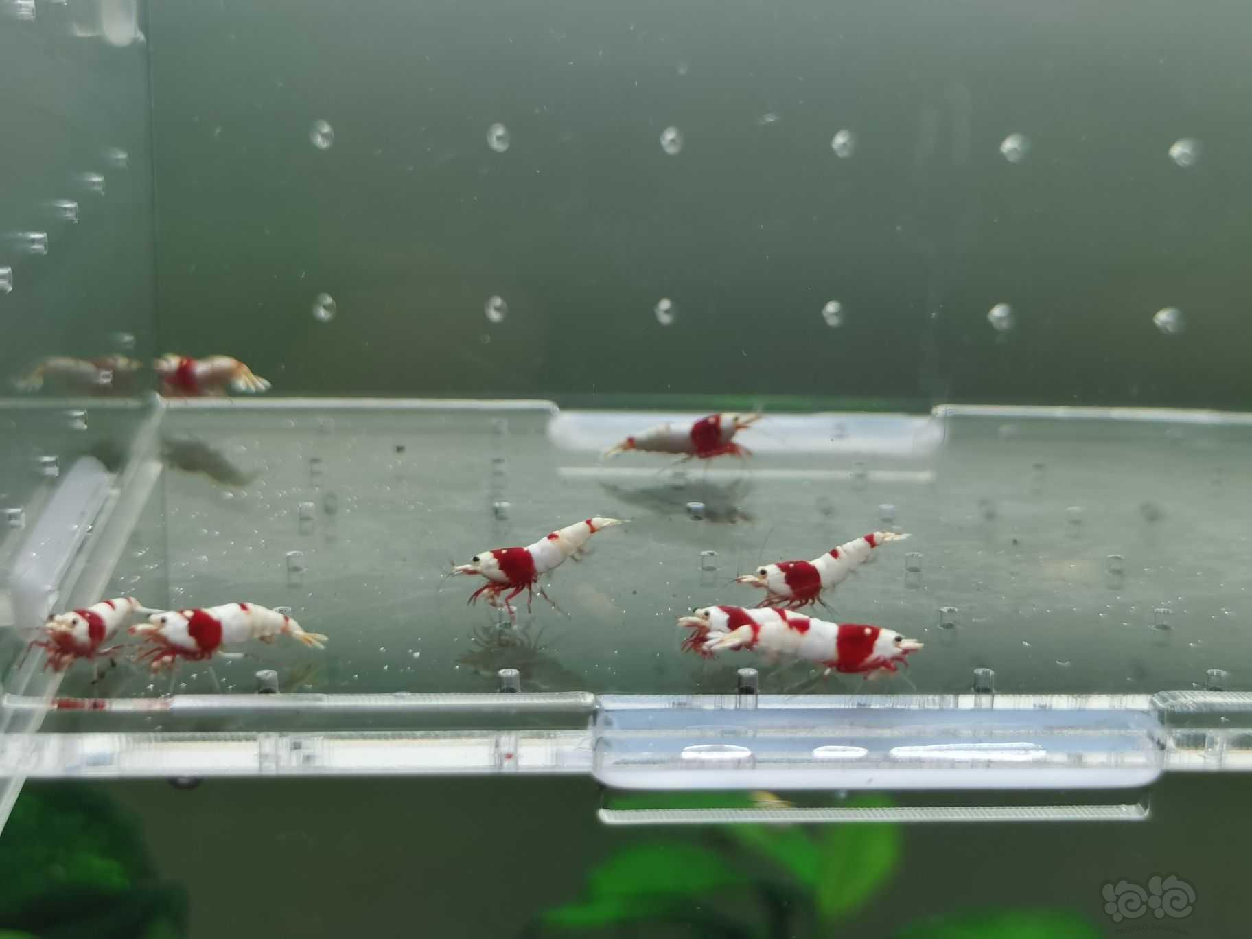 【水晶虾】出一份10只精品红白小虾-图1