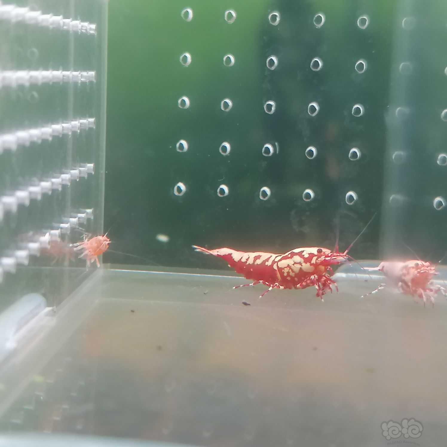 【虾】2023-09-22#RMB拍卖红银河新成母1只-图3