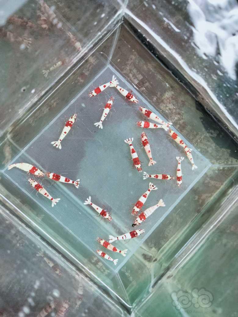 【虾】2023-9-9#RMB拍卖新成纯血红白20只-图2