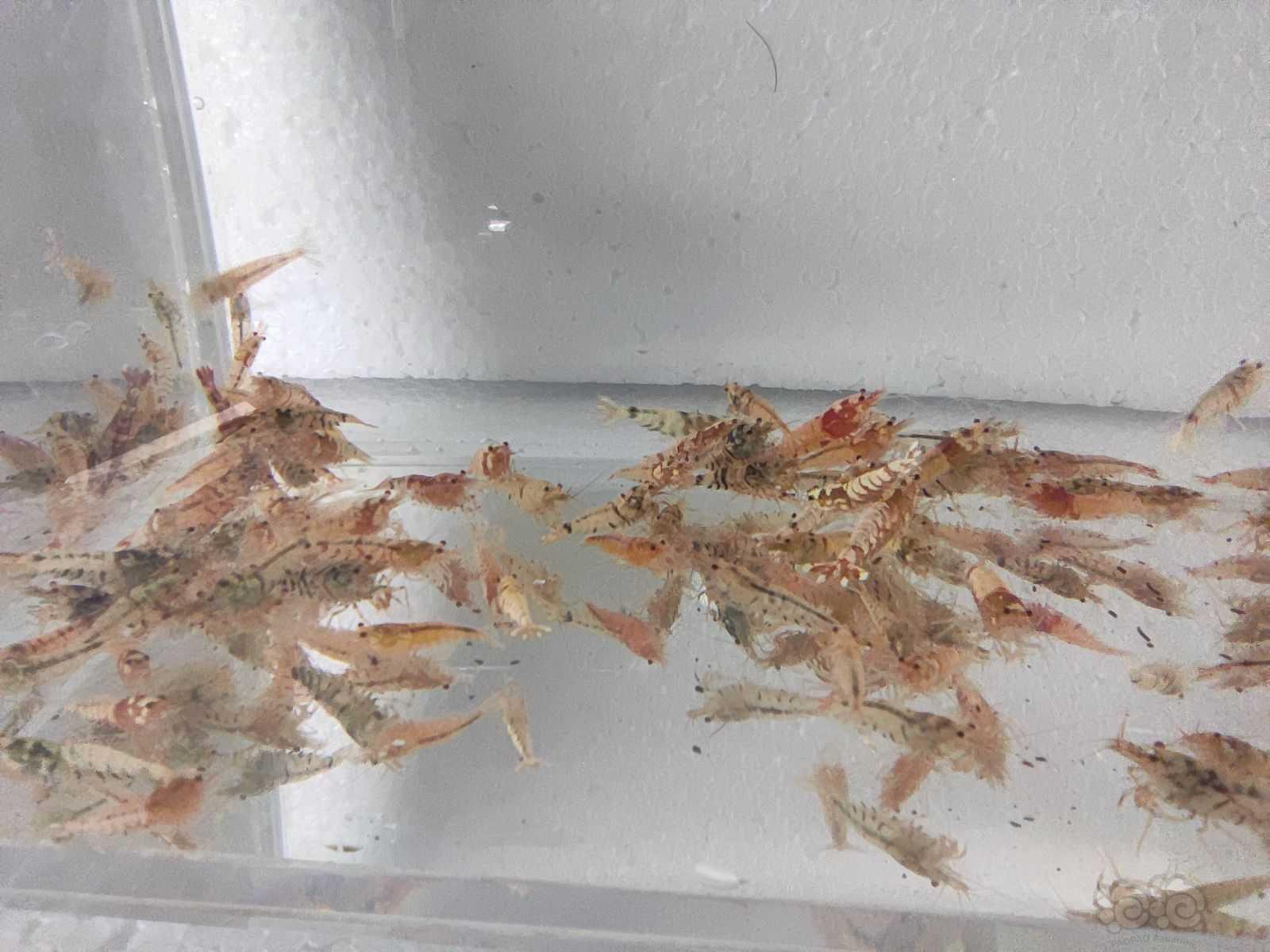 【水晶虾】100多只，百元包邮-图3