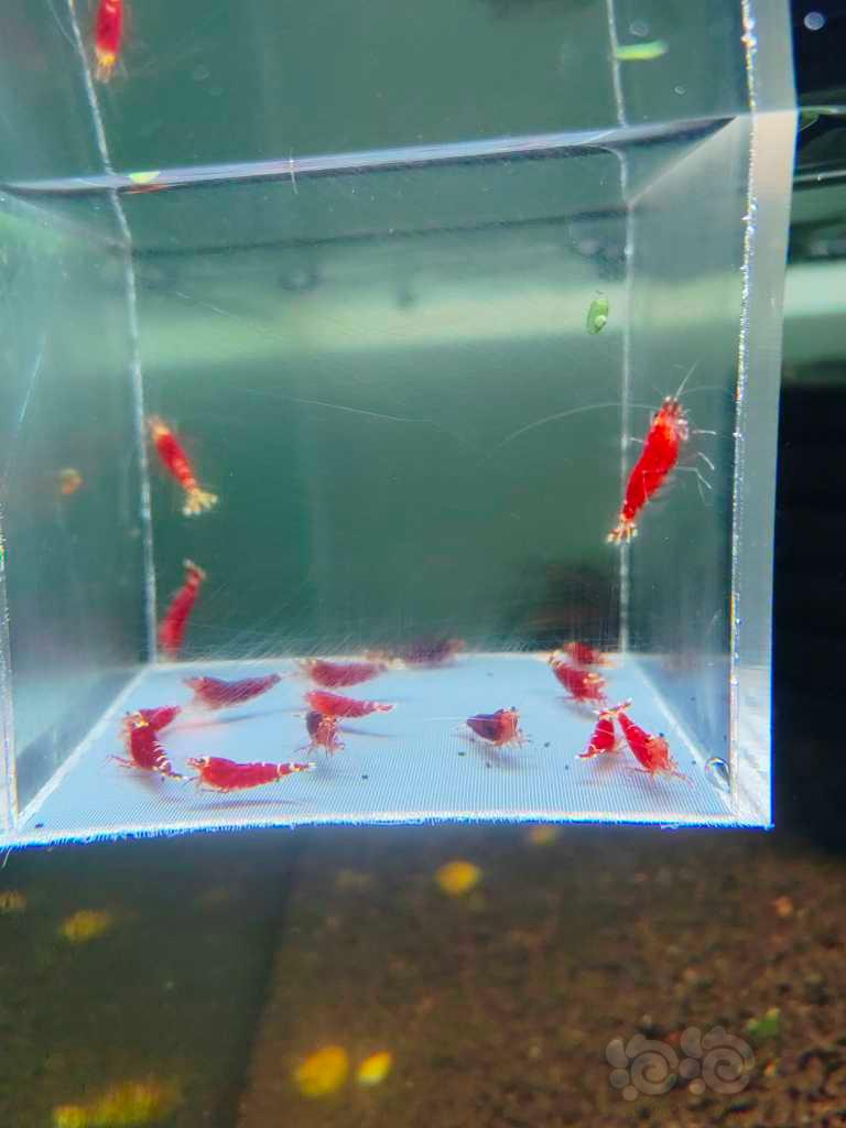 【水晶虾】玫瑰红🌹-图2