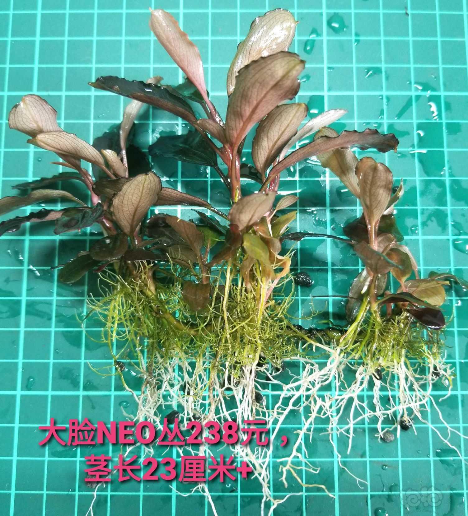 【出售】出细叶铁、水上椒草和几个大丛辣椒榕-图5