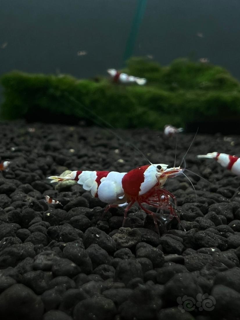 【水晶虾】红白水晶虾-图4