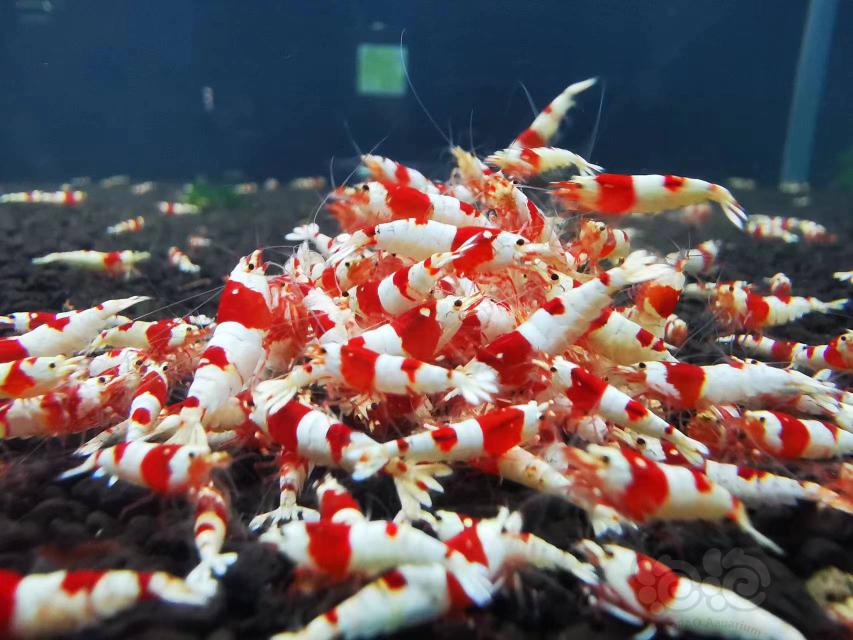 【水晶虾】清缸出红白-图2