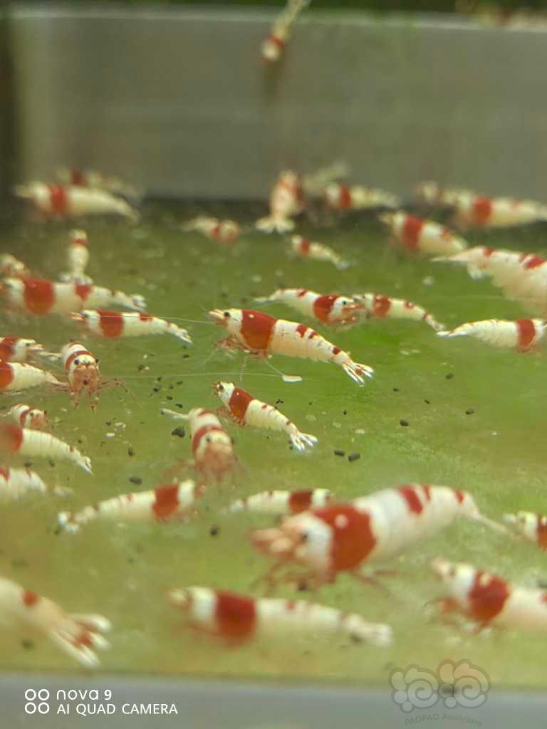 【水晶虾】出红白水晶虾-图2