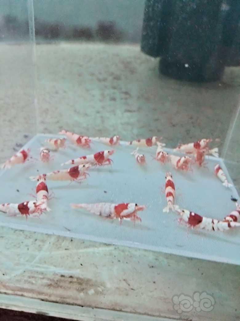 【虾】2023-9-18#RMB拍卖新成纯血红白20只一组-图4