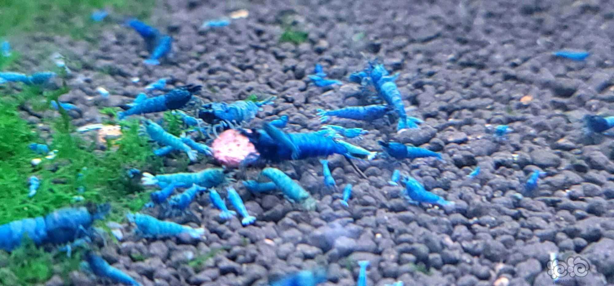 【水晶虾】蓝金刚水晶虾-图6
