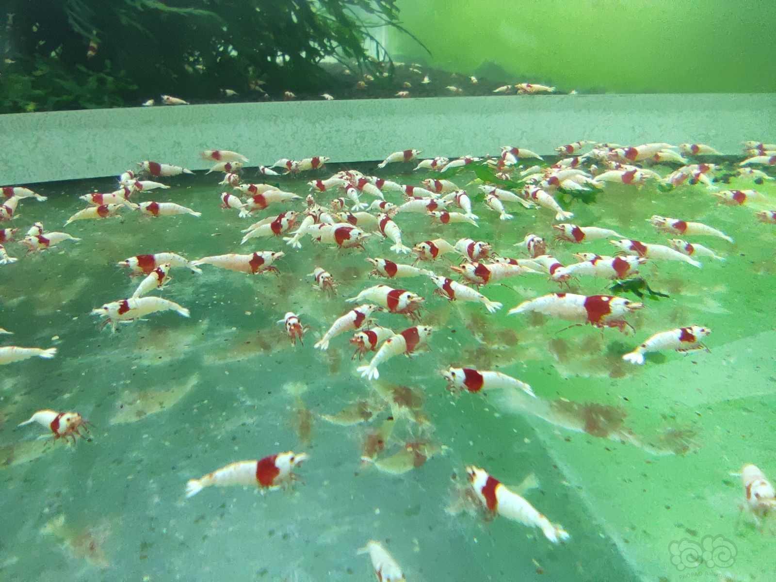 【水晶虾】红白纯血繁殖组，百元包邮-图1