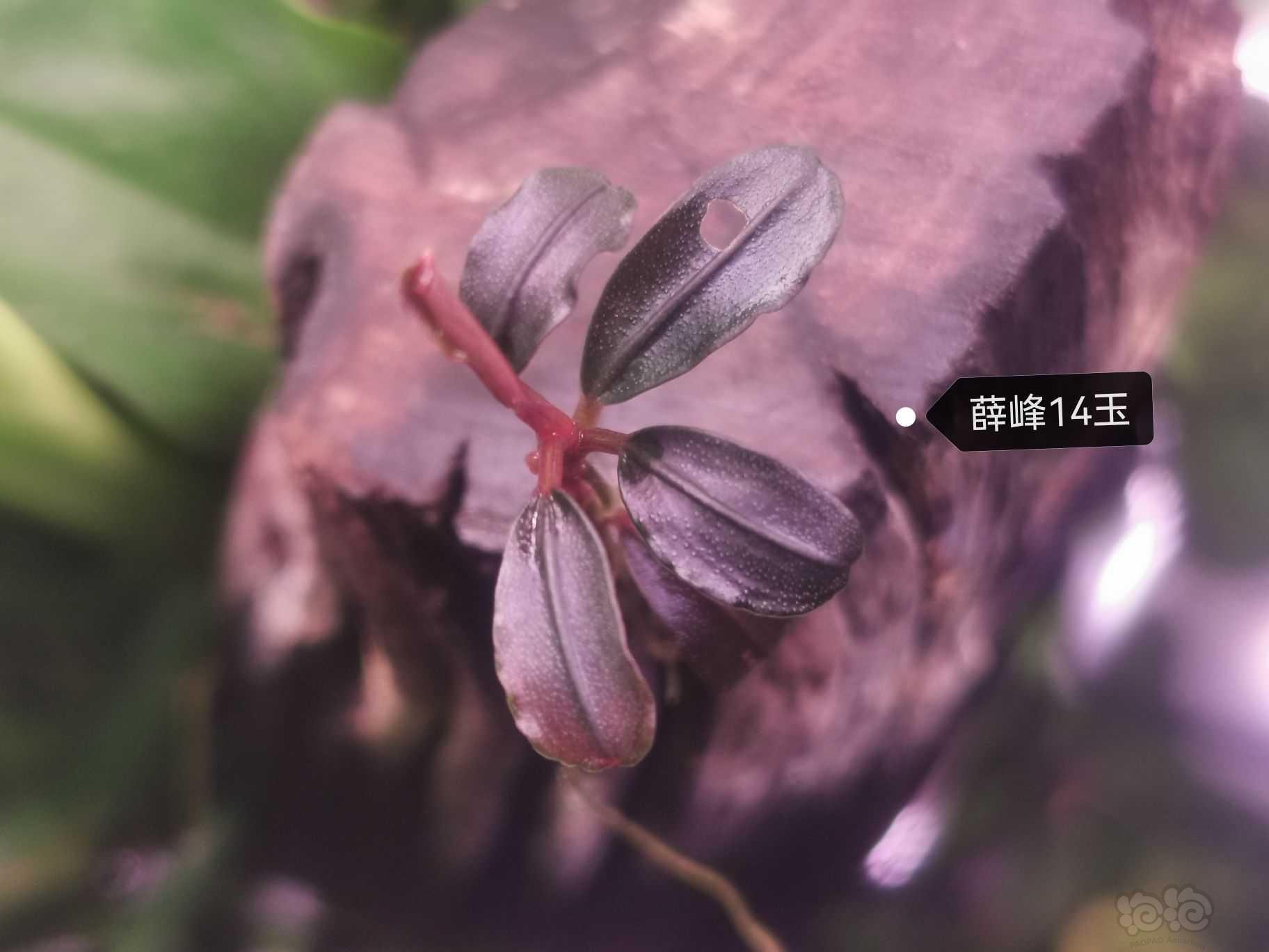 【水草】2023-09-24#RMB拍卖#分享一组收集的厚脉"玉"-图4