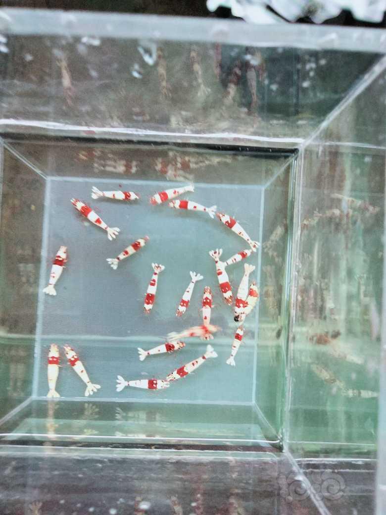 【虾】2023-9-9#RMB拍卖新成纯血红白20只-图1