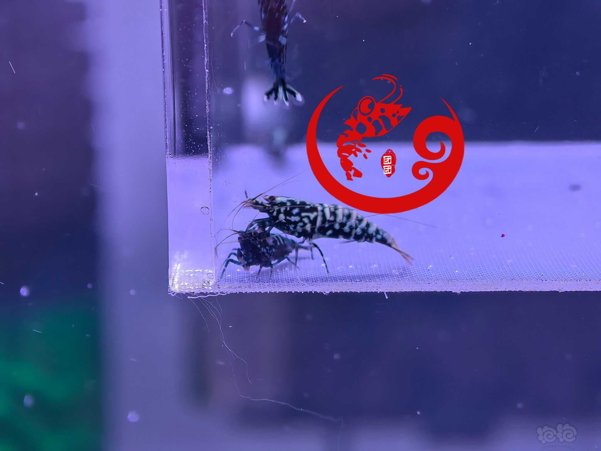 【虾】2023-9-16#RMB拍卖#黑银河雪花水晶虾一份5只-图2