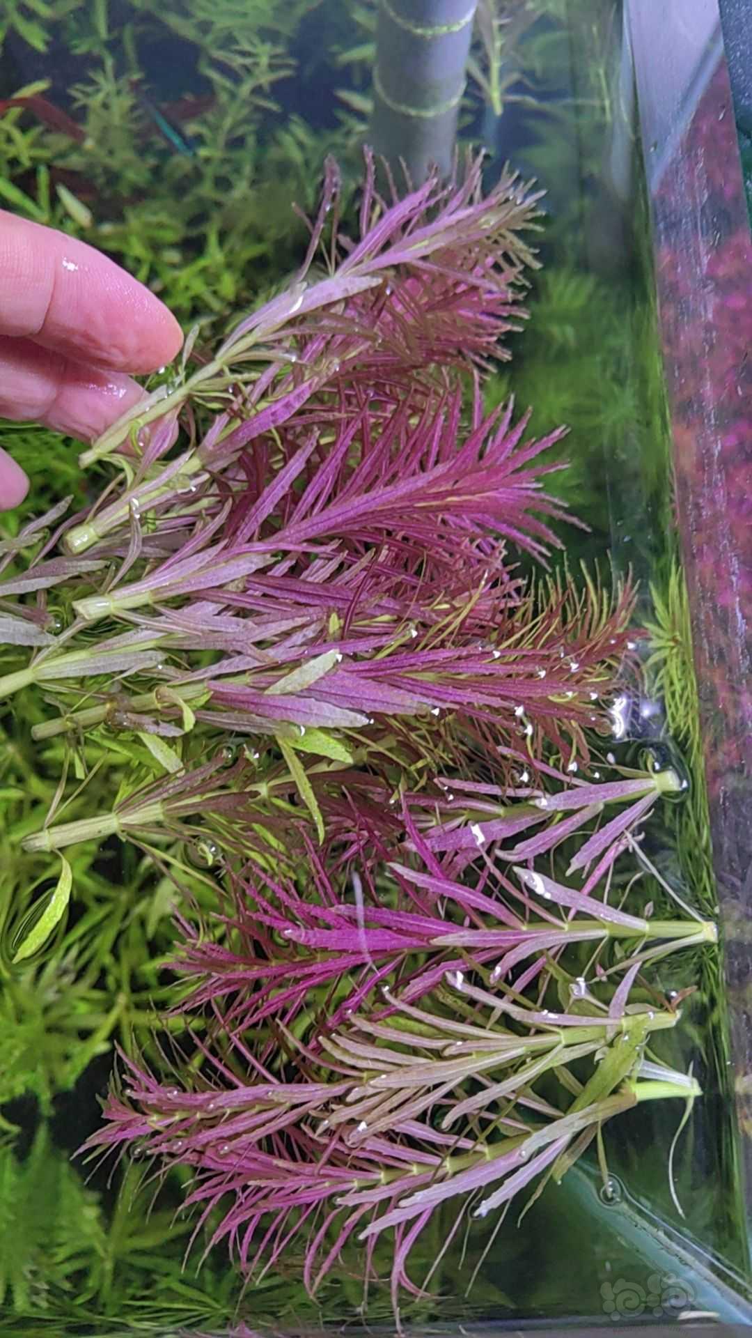 紫三角水草！-图2