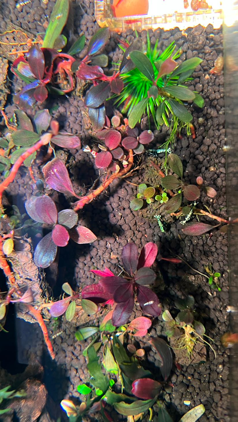 水晶虾缸里的辣椒榕-图1