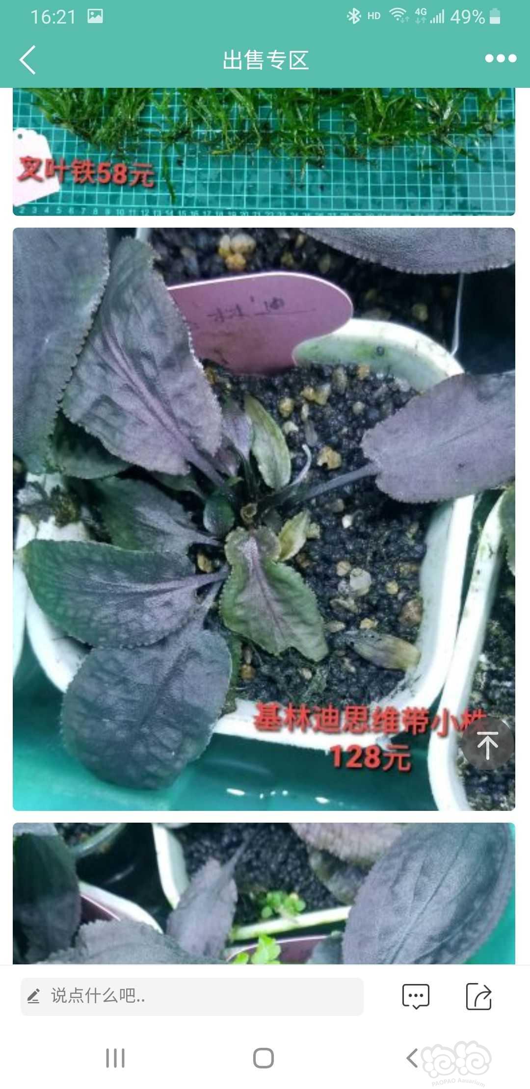 【出售】出细叶铁、水上椒草和几个大丛辣椒榕-图18