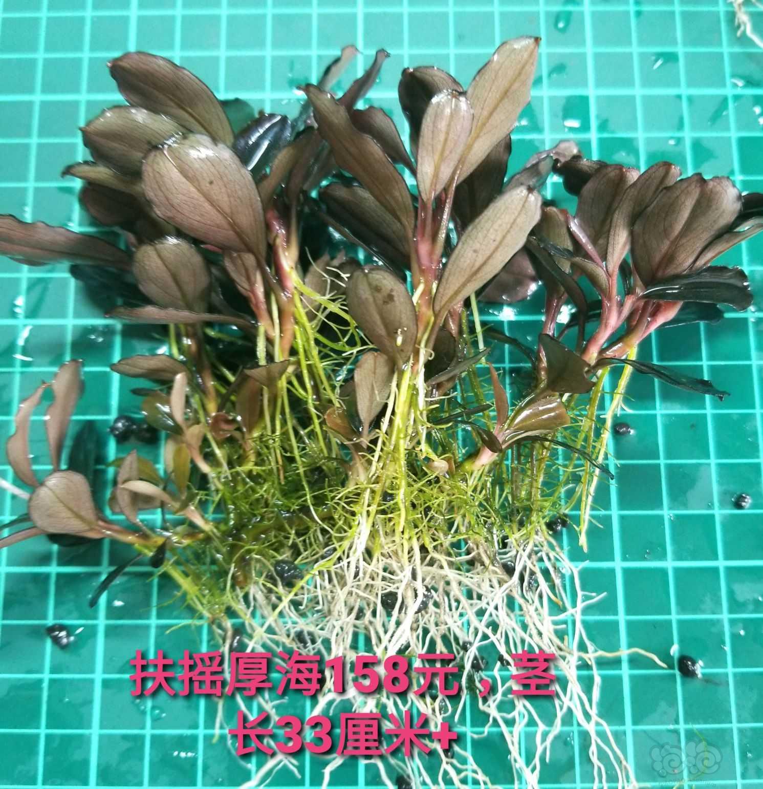 【出售】出细叶铁、水上椒草和几个大丛辣椒榕-图10