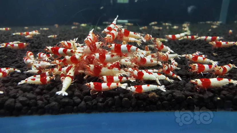 【水晶虾】清缸出红白-图3