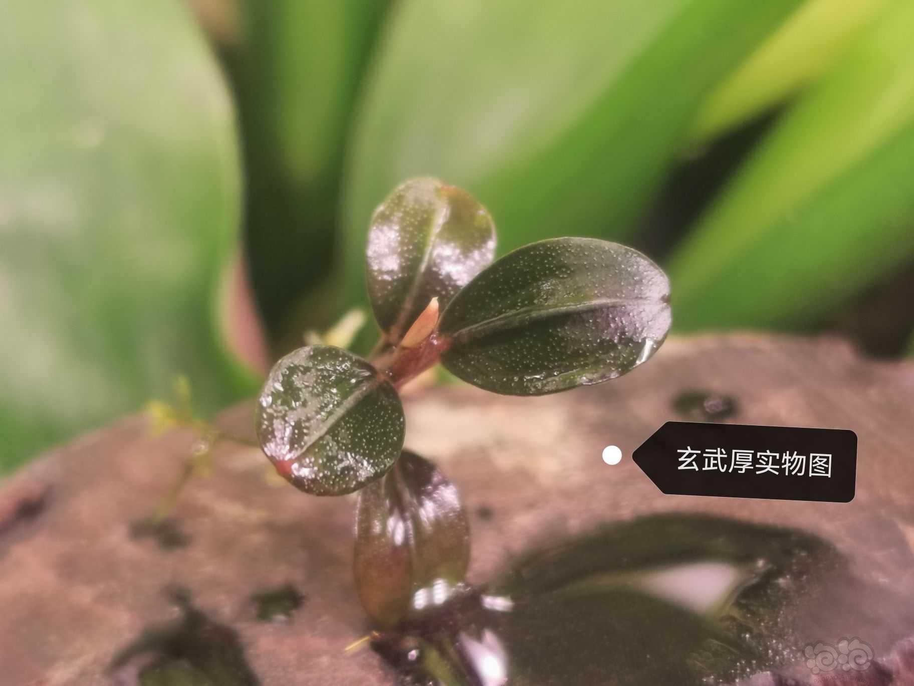 【水草】2023-09-24#RMB拍卖#分享一组收集的厚脉"玉"-图3