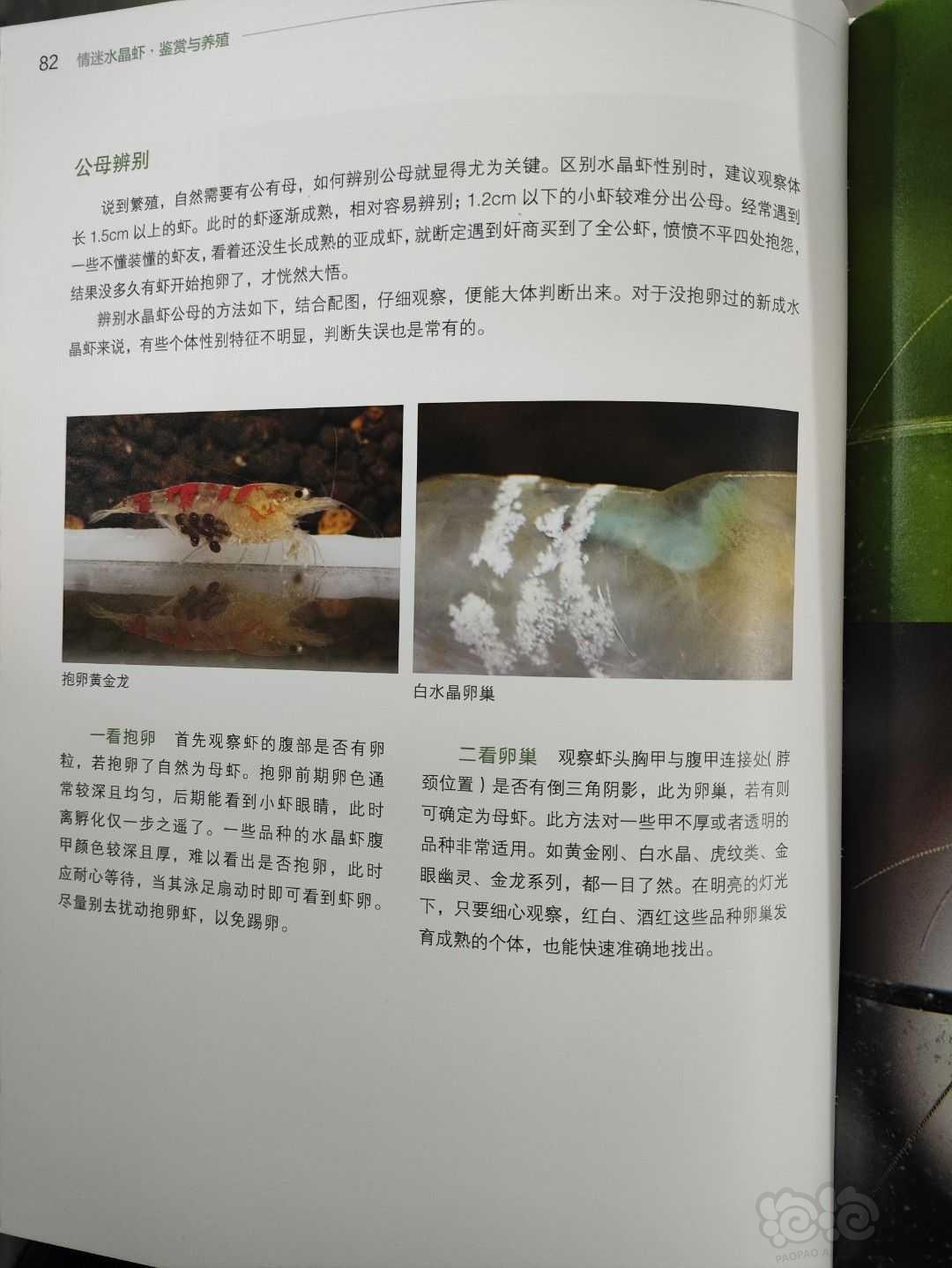 【用品】2023-9-14#RMB拍卖#《情迷水晶虾》一本-图5