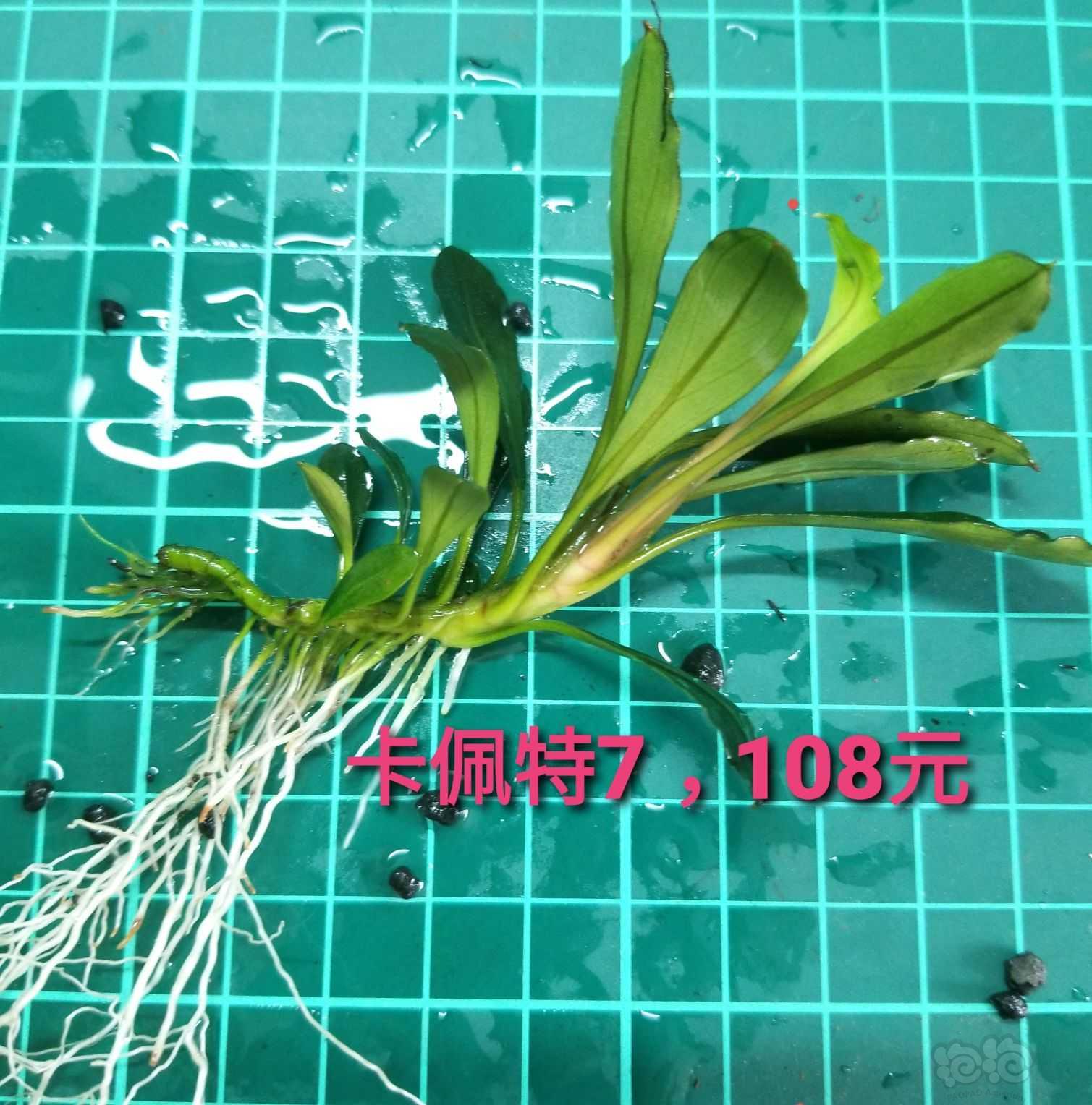 【出售】出细叶铁、水上椒草和几个大丛辣椒榕-图16