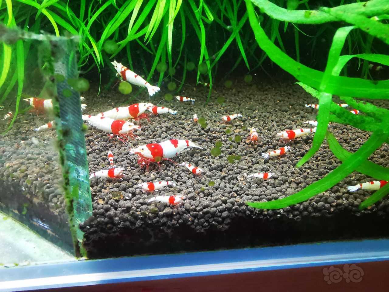 【水晶虾】出红白苗子-图1