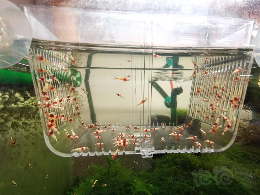 【虾】2023-09-23#RMB拍卖红白幼虾一组100只-图1