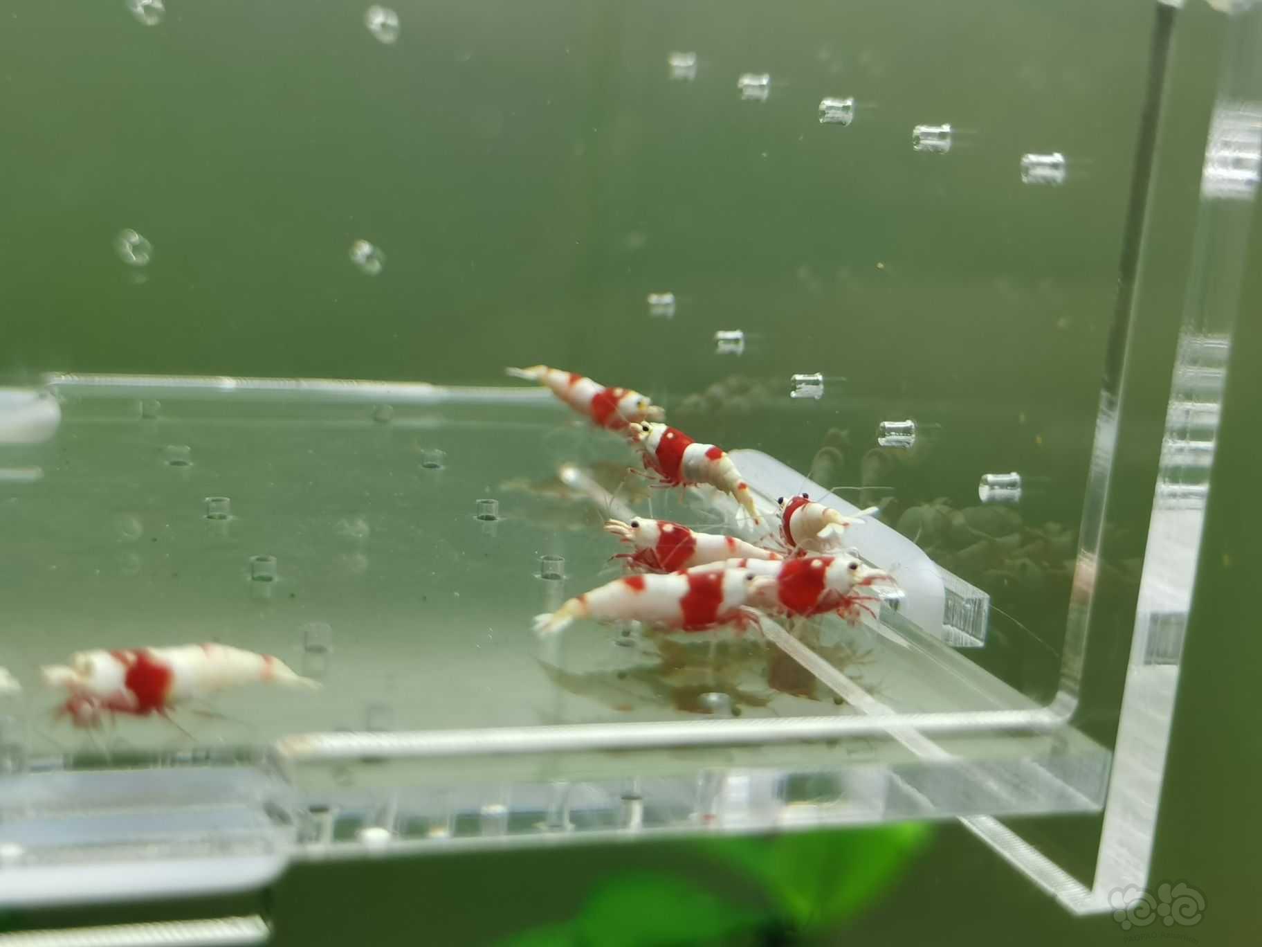 【水晶虾】出一份10只送1只精品红白小虾-图3