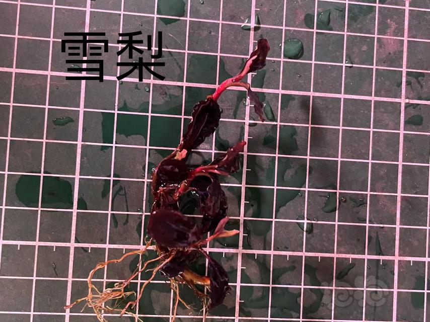 【水草】2023-09-11#RMB拍卖#地狱火一丛 雪梨一丛-图6