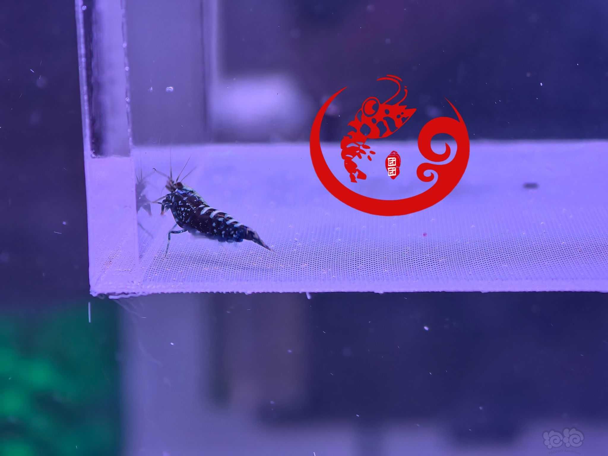 【虾】2023-9-16#RMB拍卖#黑银河雪花水晶虾一份5只-图4